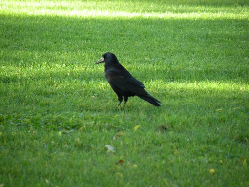  corbeau posé dans l'herbe